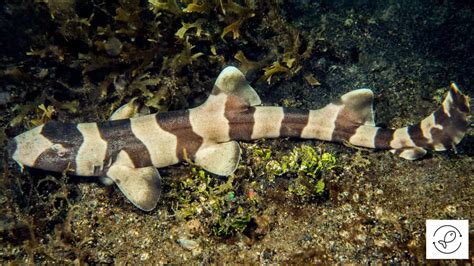 Brownbanded Bamboo Shark articles .